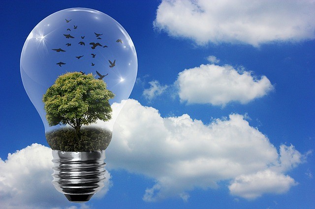 Árvore dentro da lampada representando que a energia também pode ser sustentável.